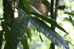 Goniothalamus wynaadensis